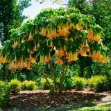 Brugmansia: razmnožavanje reznicama u jesen i proljeće